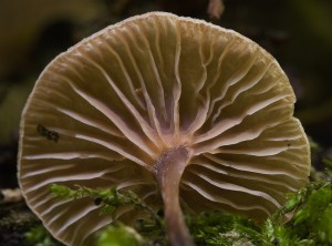SpickaPachnouci02.jpg