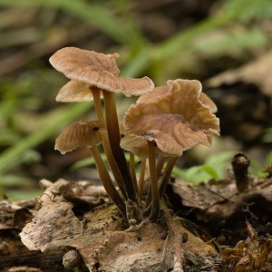 SpickaPachnouci03.jpg