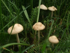 spicky20130515.jpg