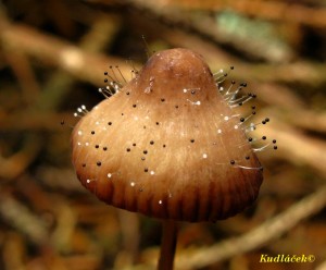 SPINELLUS FUSIGER (Link) Tiegh. ? houb hnd.jpg