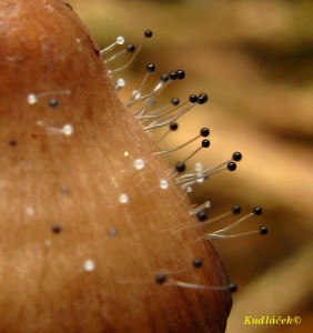SPINELLUS FUSIGER (Link) Tiegh. ? houb hnd (2).jpg
