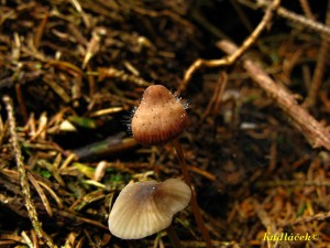 SPINELLUS FUSIGER (Link) Tiegh. ? houb hnd (4).JPG