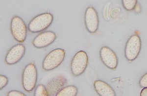 Spores_02.jpg