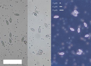 Spores.jpg