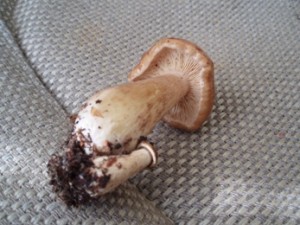 Srpen07 001.jpg