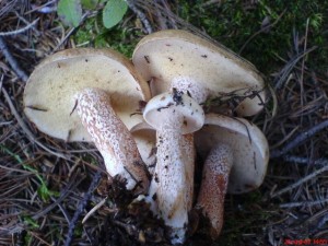 Srpen07 004.jpg