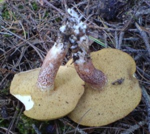 Srpen07 005.jpg
