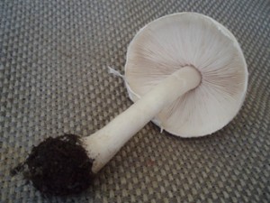 Srpen07 005.jpg