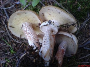 Srpen07 006.jpg