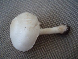 Srpen07 007.jpg