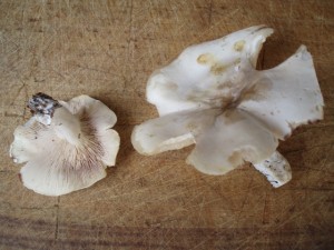 Srpen07 010.jpg