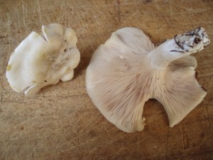 Srpen07 011.jpg