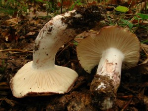 stavnatka 4.jpg