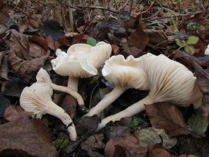 stavnatka Hedrychova-Hygrophorus hedrychii.JPG