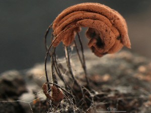 stemonis3b.jpg