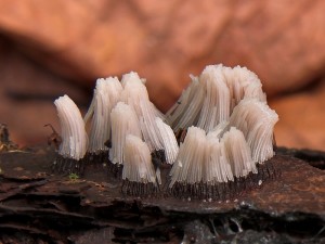 Stemonitis-fusca2.jpg