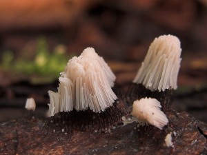 Stemonitis-fusca3.jpg
