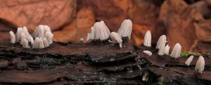 Stemonitis-x1.jpg