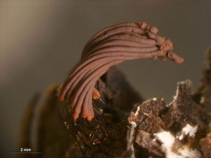 Stemonitis axifera-v1.jpg