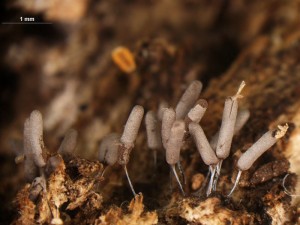 Stemonitopsis2.jpg