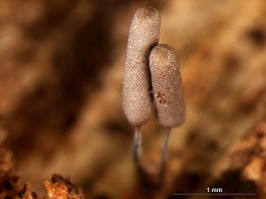 Stemonitopsis3.jpg
