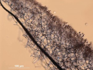 Stermon--40x-5.jpg