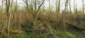 Stitched_001b.jpg