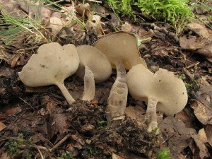 stopeka pit-Helvella macropus3.JPG