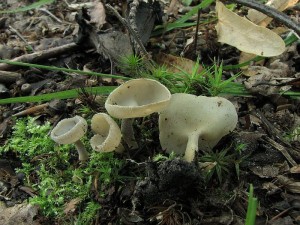 stopeka pit-Helvella macropus4.JPG