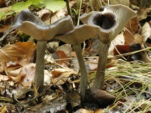 Strmlka kovit - Pseudoclitocybe cyathiformis (1).jpg