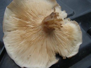 Strmlka mlenka 2.jpg