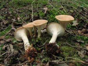 strmlka nlevkovit-Clitocybe gibba1.JPG