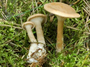 Strmlka nlevkovit - Clitocybe gibba.jpg