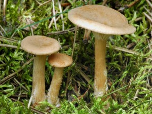 Strmlka nlevkovit - Clitocybe gibba (1).jpg