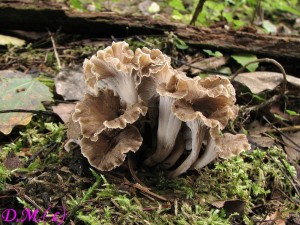 stroek kadeav -Pseudocraterellus sinuosus.jpg