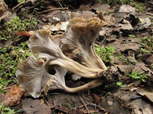 stroek kadeav -Pseudocraterellus sinuosus 1.jpg