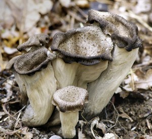 Stroek trubkovit - Craterellus cornucopioides.jpg