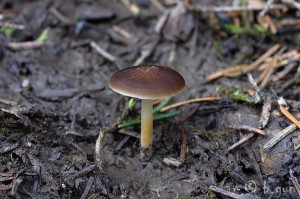 Strobilurus_esculentus4.jpg