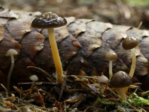 Strobilurus esculentus4.jpg
