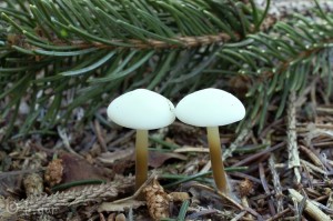 Strobilurus esculentus.jpg