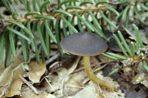 Strobilurus esculentus.jpg