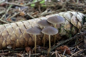 Strobilurus esculentus.jpg