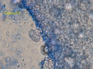 strobilurus_stephanocystis.jpg