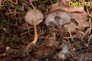 Strobilurus vs Mycena strobilicola.jpg