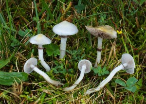 Stropharia-albonitens_HBPN_2015_0102.jpg