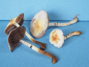 Stropharia albonitens (Lmcovka bl) b.jpg