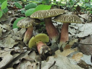 suchohib lutomas-Xerocomus chrysenteron1.jpg