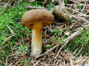 Suchohrib osmahly - Xerocomus ferrugineus.jpg