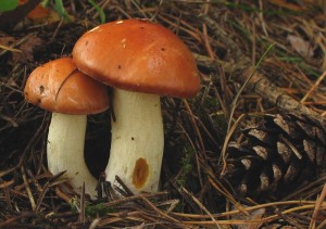 suillus granulatus.jpg