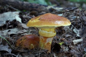 Suillus_grevillei.jpg